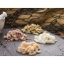 Frutti di Mare roh
